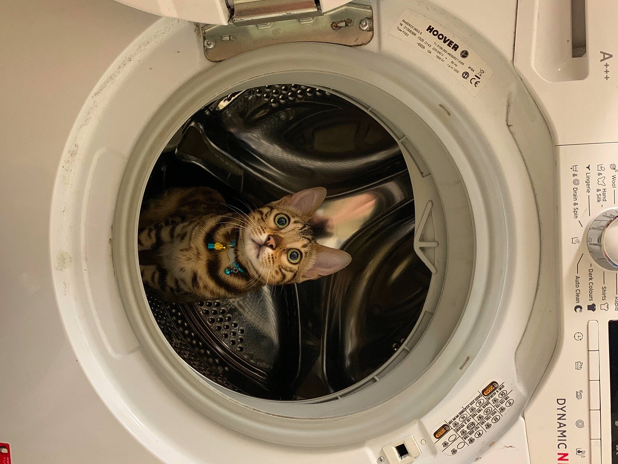 Mimosa a rejoint le concours — aidez-le/la à gagner de superbes lots ! automotive_tire, automotive_wheel_system, cameras_optics, cat, circle, clothes_dryer, fixture, gas, home_appliance, laundry, laundry_room, machine, major_appliance, metal, organ, photograph, rim, space, toy, washing_machine