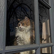 Nala a rejoint le concours — aidez-le/la à gagner de superbes lots ! cat, fluffy, window, reflection, glass, tree_branches, indoor, pet, feline, curious, quiet, pane, wood, daylight, shadow, calm, animal, whiskers, fur, looking_out