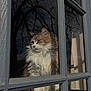 cat, fluffy, window, reflection, glass, tree_branches, indoor, pet, feline, curious, quiet, pane, wood, daylight, shadow, calm, animal, whiskers, fur, looking_out