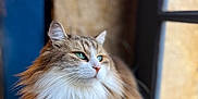 Nala participe au concours pour gagner de l'argent avec cette photo : cat, fluffy, long_hair, window, green_eyes, fur, pet, animal, indoor, cozy, thoughtful, closeup, portrait, domestic_cat, feline, natural_light, resting, soft_focus, brown, white