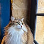 cat, fluffy, long_hair, window, green_eyes, fur, pet, animal, indoor, cozy, thoughtful, closeup, portrait, domestic_cat, feline, natural_light, resting, soft_focus, brown, white