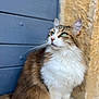 Nala a rejoint le concours — aidez-le/la à gagner de superbes lots ! cat, fluffy, green_eyes, sitting, close_up, outdoor, stone_wall, wooden_door, brown_fur, white_fur, portrait, pet, animal, feline, whiskers, ears, soft_light, background_blur, curious, natural