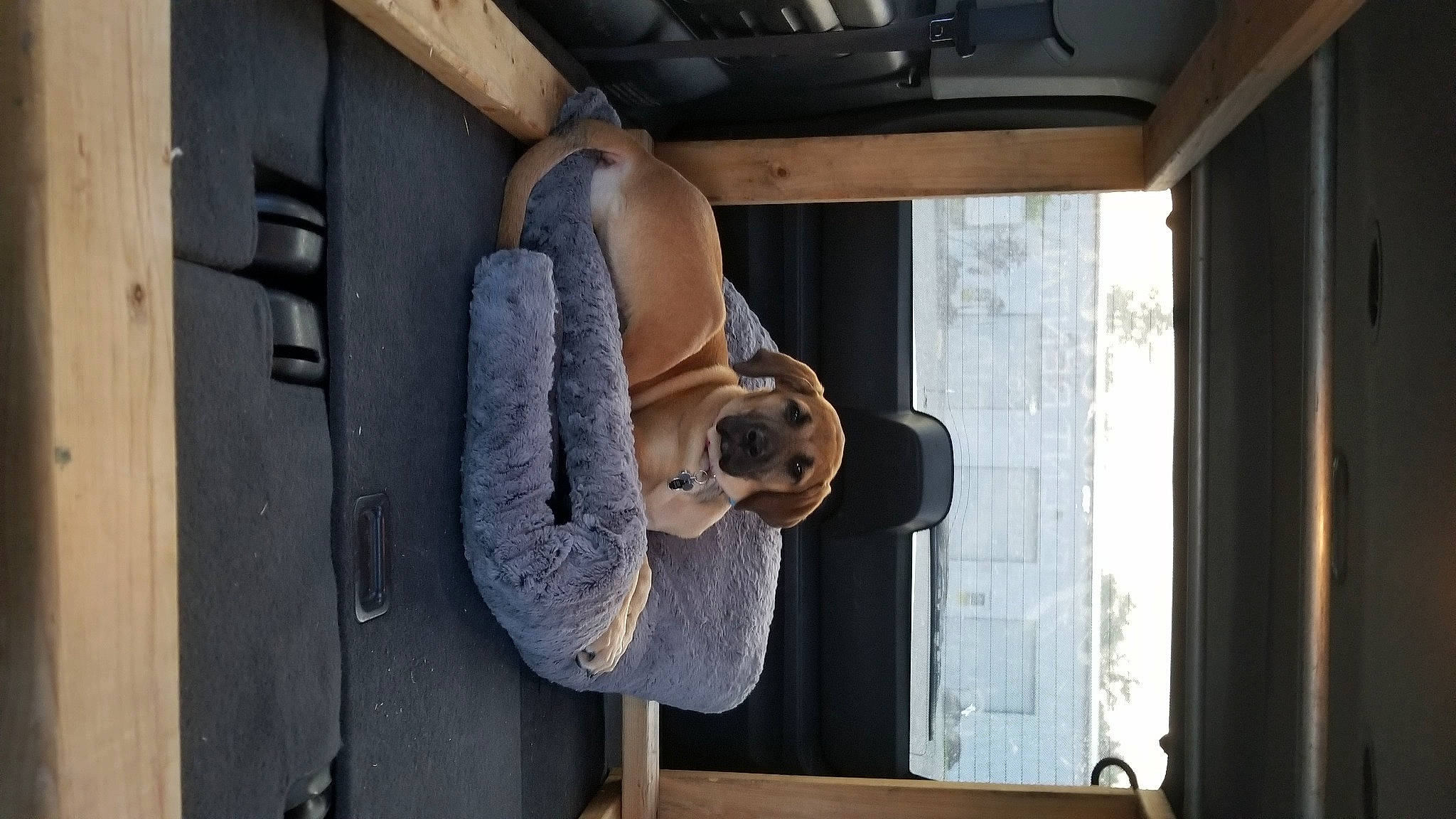 Jezie joined the competition — help win amazing prizes! carnivore, companion_dog, daylighting, dog_breed, fur, hardwood, natural_material, plywood, snout, stuffed_toy, wood_stain