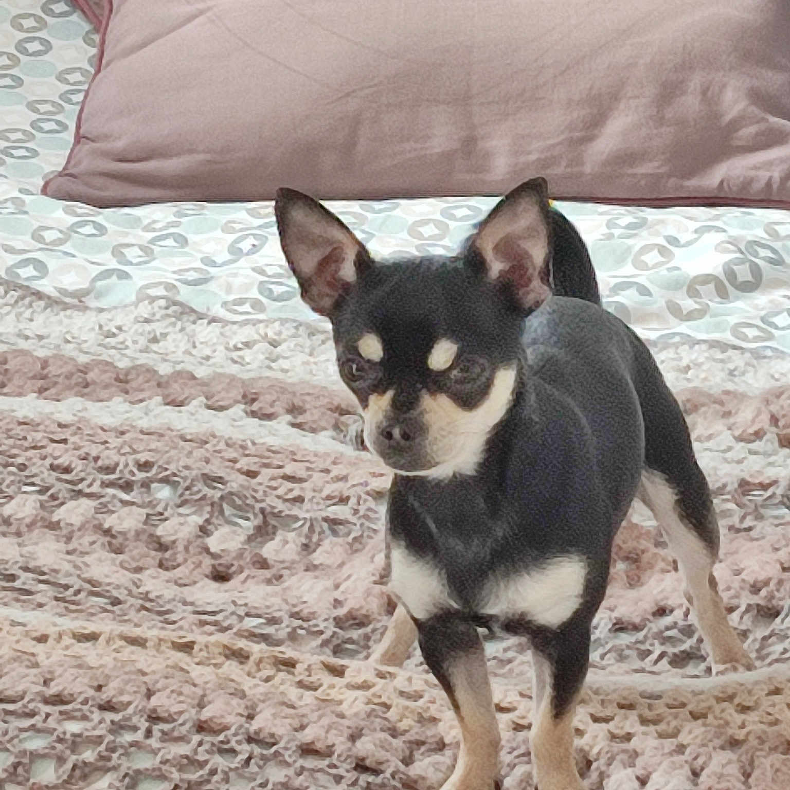 Tiko