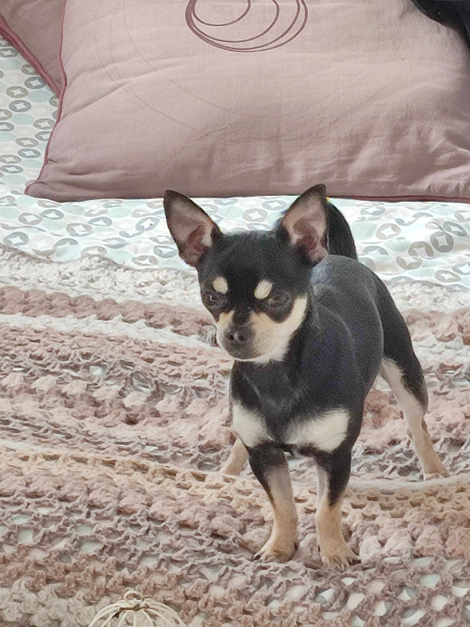 Tiko