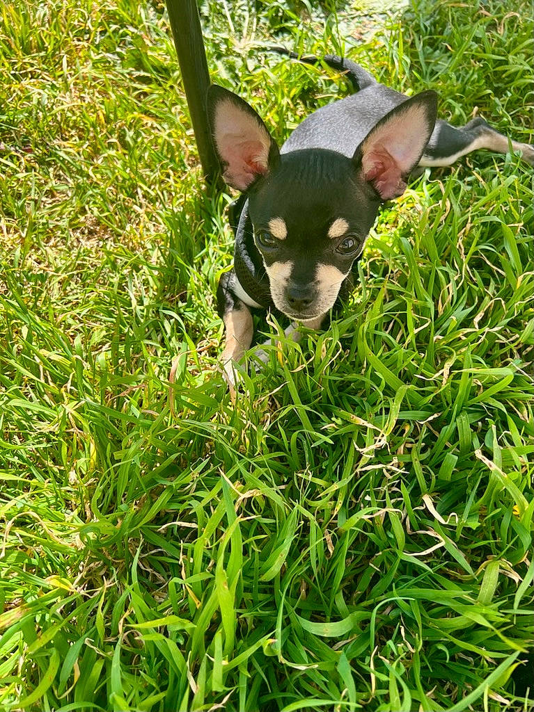 Tiko a rejoint le concours — aidez-le/la à gagner de superbes lots ! canidae, carnivore, chihuahua, companion_dog, dog, dog_breed, fawn, grass, grass_family, grassland, groundcover, plant, russkiy_toy, snout, sporting_group, terrestrial_animal, terrestrial_plant, toy_dog, whiskers, working_animal