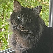 Oreo joined the competition — help win amazing prizes! abyssinian, angora, animal, backyard, blackcat, cat, egyptiancat, herbal, herbs, kitten, leaf, manx, nature, outdoors, pet, plant, pottedplant, slate, vegetation, yard