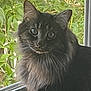 abyssinian, angora, animal, backyard, blackcat, cat, egyptiancat, herbal, herbs, kitten, leaf, manx, nature, outdoors, pet, plant, pottedplant, slate, vegetation, yard