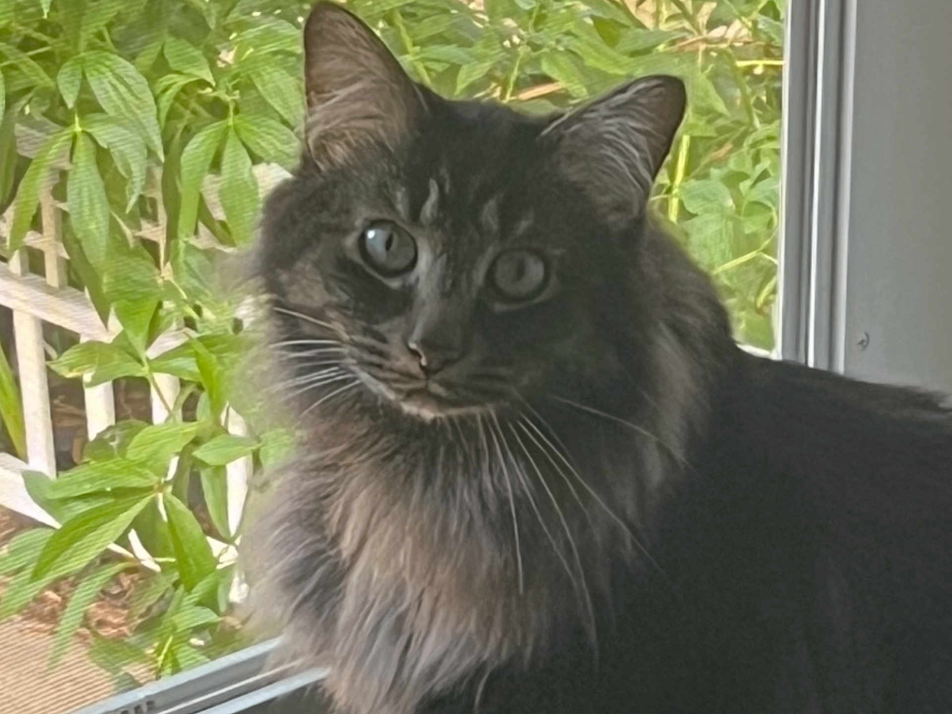 Oreo