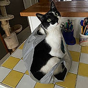 Simba participe au concours pour gagner de l'argent avec cette photo : cat, plastic_bag, countertop, yellow_tile, white_tile, black_and_white_cat, cat_sitting, indoor, cat_post, pen_holder, scissors, curious_cat, household_items, tile_floor, kitchen_counter, domestic_cat, pet, looking_up, cat_face, cozy