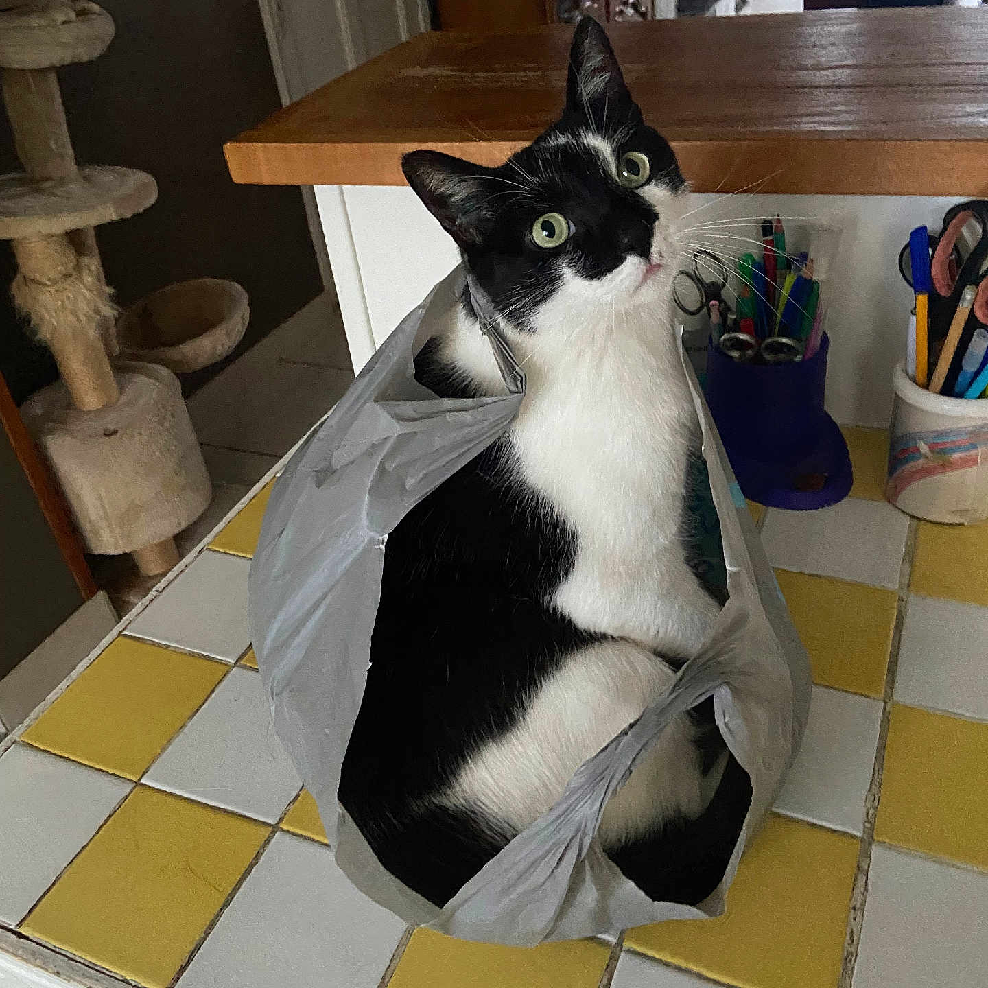Simba participe au concours pour gagner de l'argent avec cette photo : black_and_white_cat, cat, cat_face, cat_post, cat_sitting, countertop, cozy, curious_cat, domestic_cat, household_items, indoor, kitchen_counter, looking_up, pen_holder, pet, plastic_bag, scissors, tile_floor, white_tile, yellow_tile