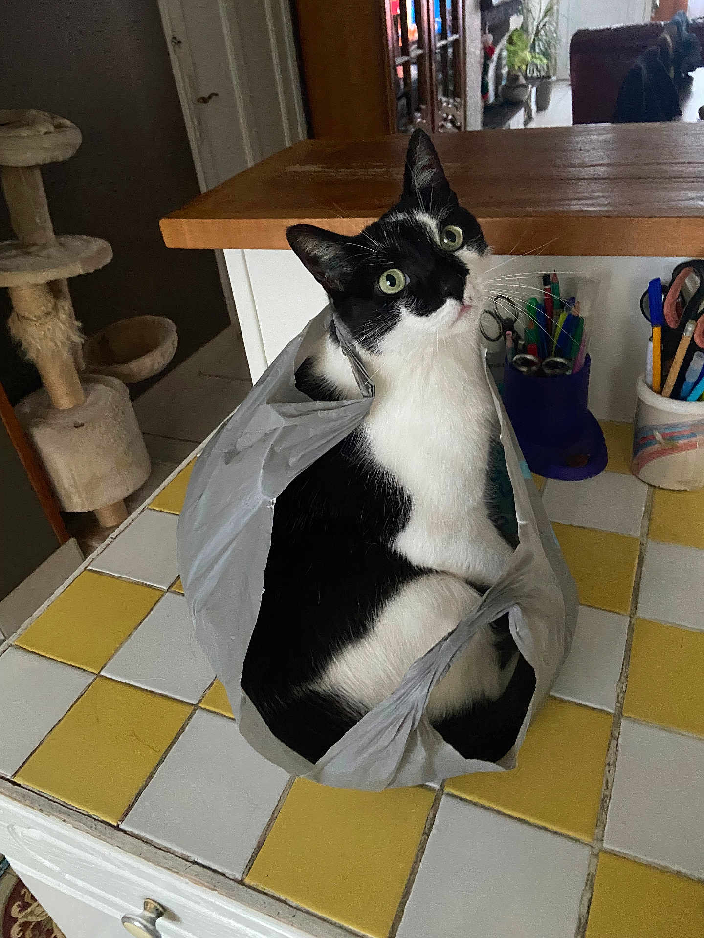 Simba participe au concours pour gagner de l'argent avec cette photo : cat, plastic_bag, countertop, yellow_tile, white_tile, black_and_white_cat, cat_sitting, indoor, cat_post, pen_holder, scissors, curious_cat, household_items, tile_floor, kitchen_counter, domestic_cat, pet, looking_up, cat_face, cozy
