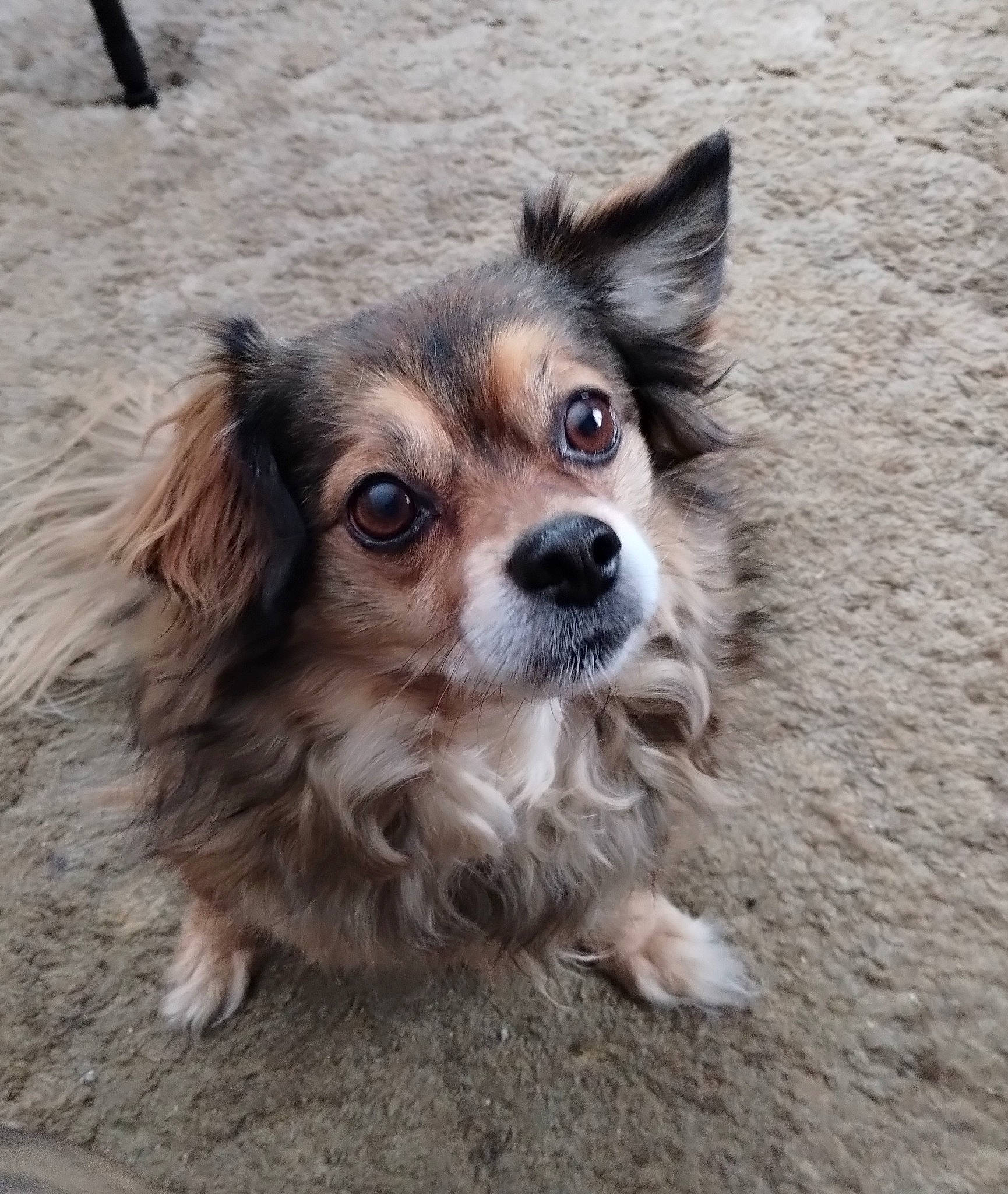 Sully is registered to the contest to win money with this photo: canidae, carnivore, chihuahua, companion_dog, dog, dog_breed, dog_supply, fawn, fur, liver, papillon, snout, soil, spaniel, sporting_group, terrestrial_animal, toy_dog, whiskers, wood, working_animal