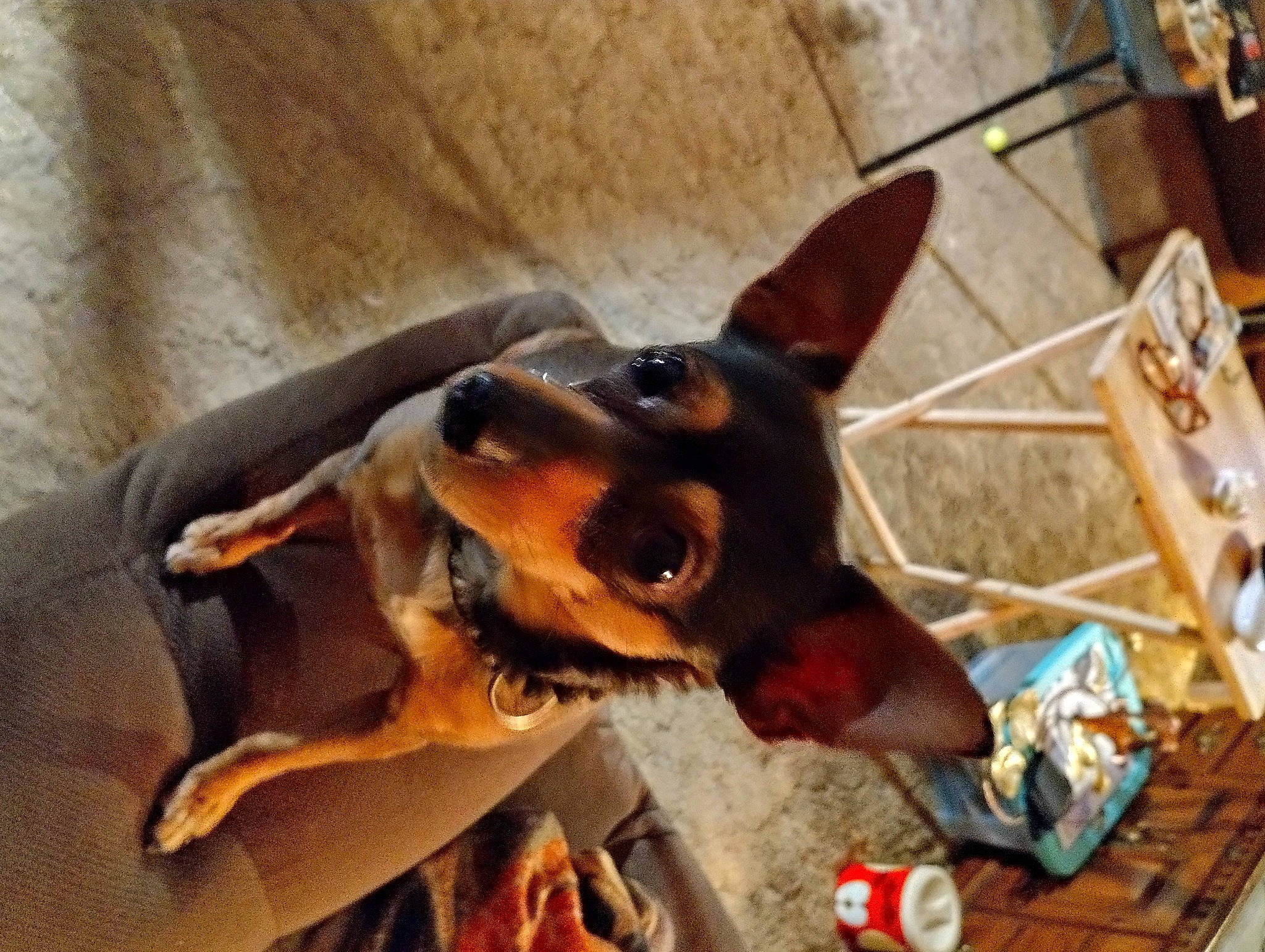 Lukia joined the competition — help win amazing prizes! canidae, carnivore, collar, companion_dog, dobermann, dog, dog_breed, dog_supply, ear, fawn, guard_dog, paw, pet_supply, pinscher, plant, snout, sporting_group, toy_dog, working_animal, working_dog