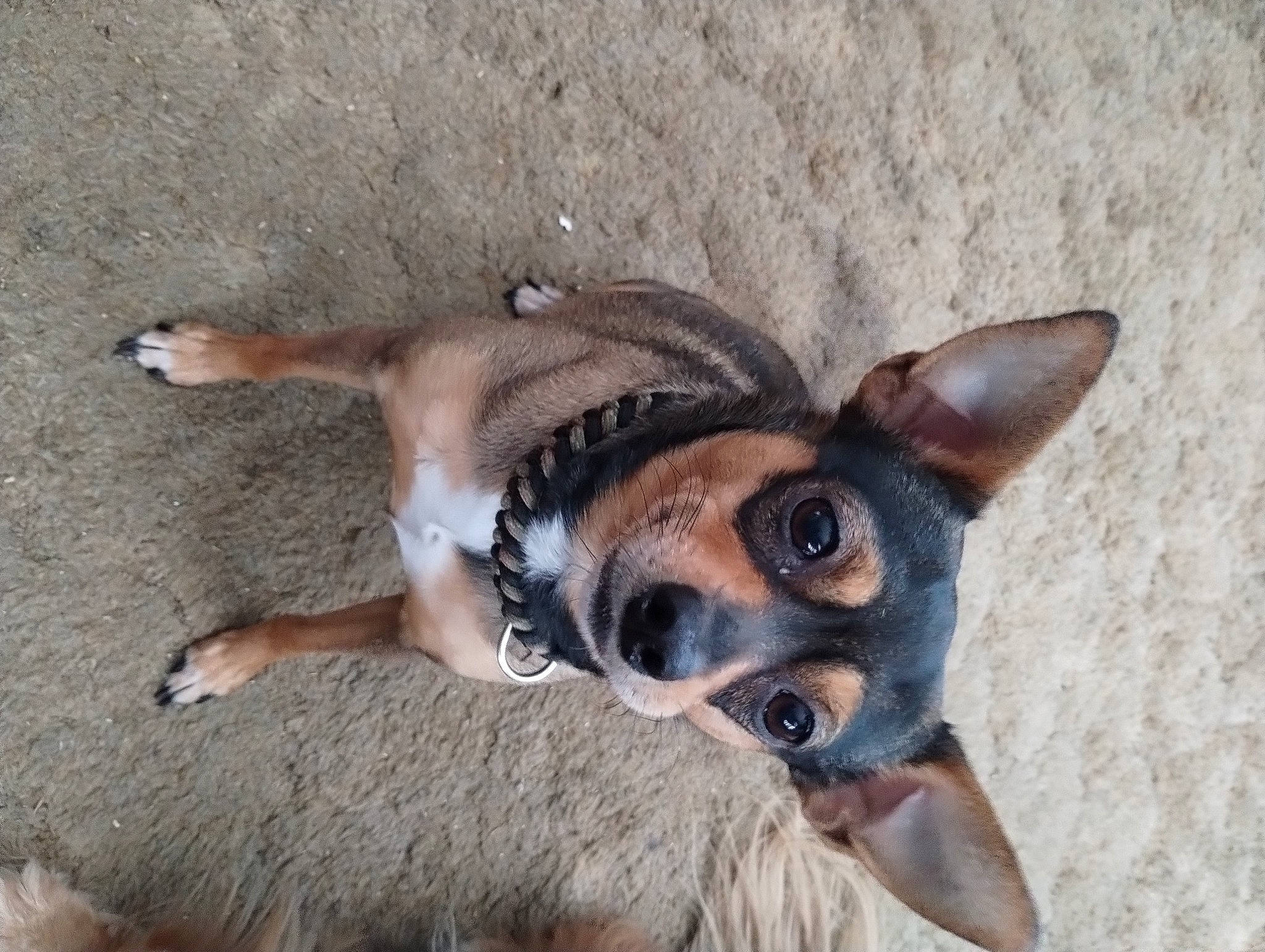 Lukia is registered to the contest to win money with this photo: canidae, carnivore, companion_dog, corgi_chihuahua, dog, dog_breed, dog_supply, ear, fawn, fur, jaw, paw, snout, sporting_group, terrestrial_animal, toy_dog, whiskers, wildlife, working_animal, working_dog