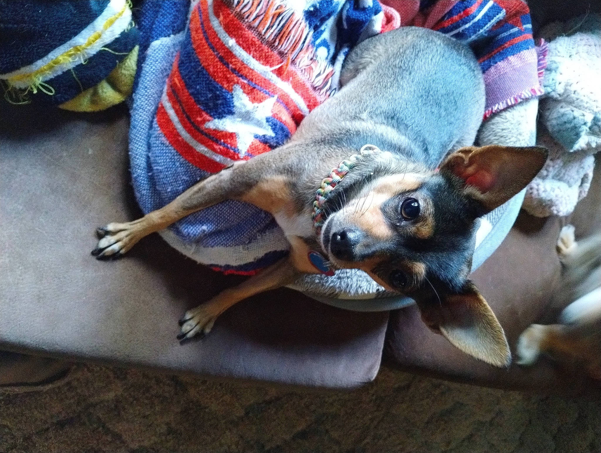 Lukia joined the competition — help win amazing prizes! canidae, carmine, carnivore, claw, comfort, companion_dog, dog, dog_breed, dog_supply, electric_blue, fawn, foot, fur, non_sporting_group, paw, snout, sporting_group, tail, working_animal