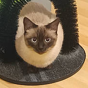 Ramsès a rejoint le concours — aidez-le/la à gagner de superbes lots ! cat, siamese_cat, pet, animal, feline, blue_eyes, fur, whiskers, ears, floor, wooden_floor, toy, black_brush, curious, indoor, close_up, looking, sitting, domestic_animal, cute