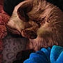 cat, sleeping, curled_up, fur, blanket, blue_blanket, pink_blanket, cozy, nap, pet, indoor, resting, feline, soft_texture, warm, cute, domestic_animal, animal, fur_pattern, relaxation