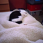 Carla participe au concours pour gagner de l'argent avec cette photo : bedroom, black_and_white, blanket, cat, comfort, cozy, curled_up, domestic_animal, furniture, home, indoor, paw, pet, relaxation, resting, sleep, sleeping, soft_texture, warm, whiskers