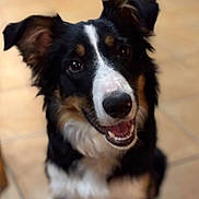 Alya participe au concours pour gagner de l'argent avec cette photo : dog, pet, border_collie, tricolor, portrait, close_up, indoor, tiled_floor, looking_up, smiling, eyes, ears, nose, mouth, teeth, fur, sitting, bokeh, blurred_background, domestic_animal