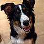 dog, pet, border_collie, tricolor, portrait, close_up, indoor, tiled_floor, looking_up, smiling, eyes, ears, nose, mouth, teeth, fur, sitting, bokeh, blurred_background, domestic_animal