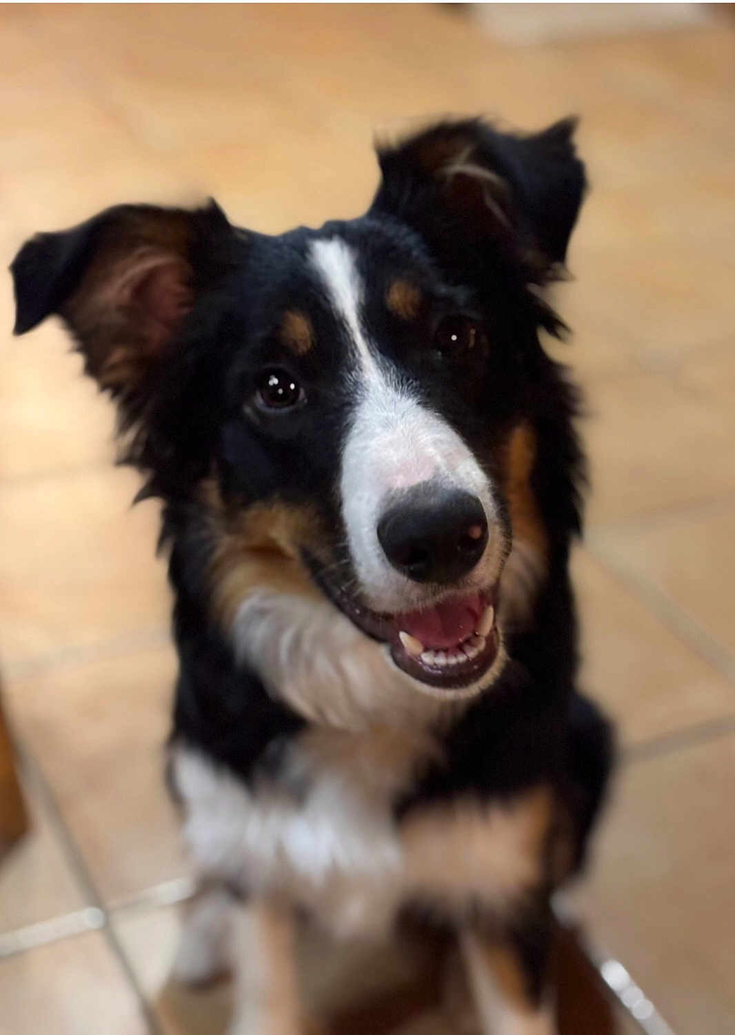 Alya participe au concours pour gagner de l'argent avec cette photo : dog, pet, border_collie, tricolor, portrait, close_up, indoor, tiled_floor, looking_up, smiling, eyes, ears, nose, mouth, teeth, fur, sitting, bokeh, blurred_background, domestic_animal