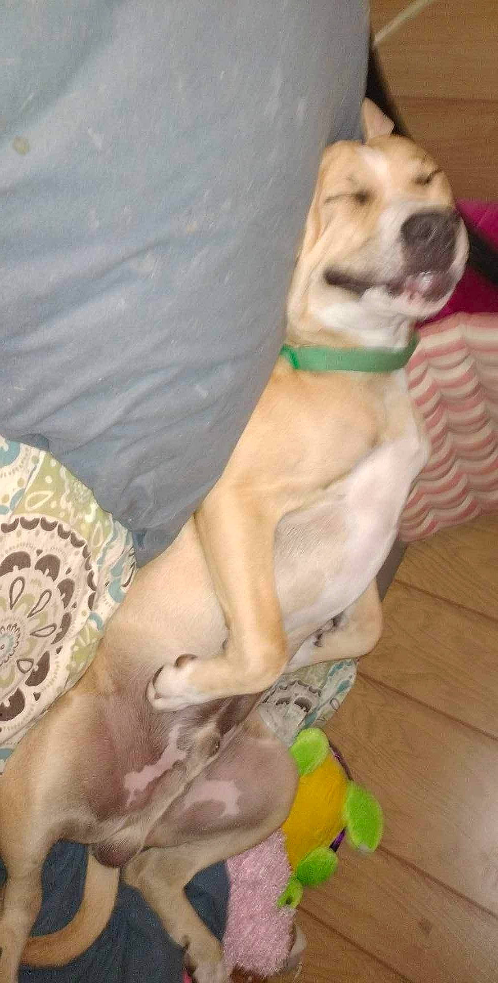 The Boogie Man is registered to the contest to win money with this photo: canidae, carnivore, collar, comfort, companion_dog, dog, dog_breed, dog_collar, dog_supply, fawn, flooring, hardwood, paw, pet_supply, snout, tail, whiskers, wood, working_animal, wrinkle