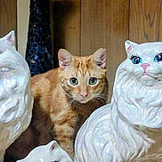 Jay is registered to the contest to win money with this photo: cat, ceramic, statue, orange_cat, tabby, curious, indoor, decor, feline, figurine, porcelain, art, animal, pet, wood_paneling, closeup, eyes, whiskers, face, sitting