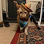 Simba joined the competition — help win amazing prizes! animal, bandana, carpet, cat, celebration, costume, cute, domestic, door, feline, floor, home, household_items, indoor, orange_tabby, pet, rug, sombrero, striped, walking