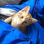 Simba joined the competition — help win amazing prizes! animal, blue_jacket, button, cat, cozy, curious, cute, fabric, fur, indoor, kitten, orange_tabby, pet, pillow, resting, small, snuggled, soft, whiskers, young