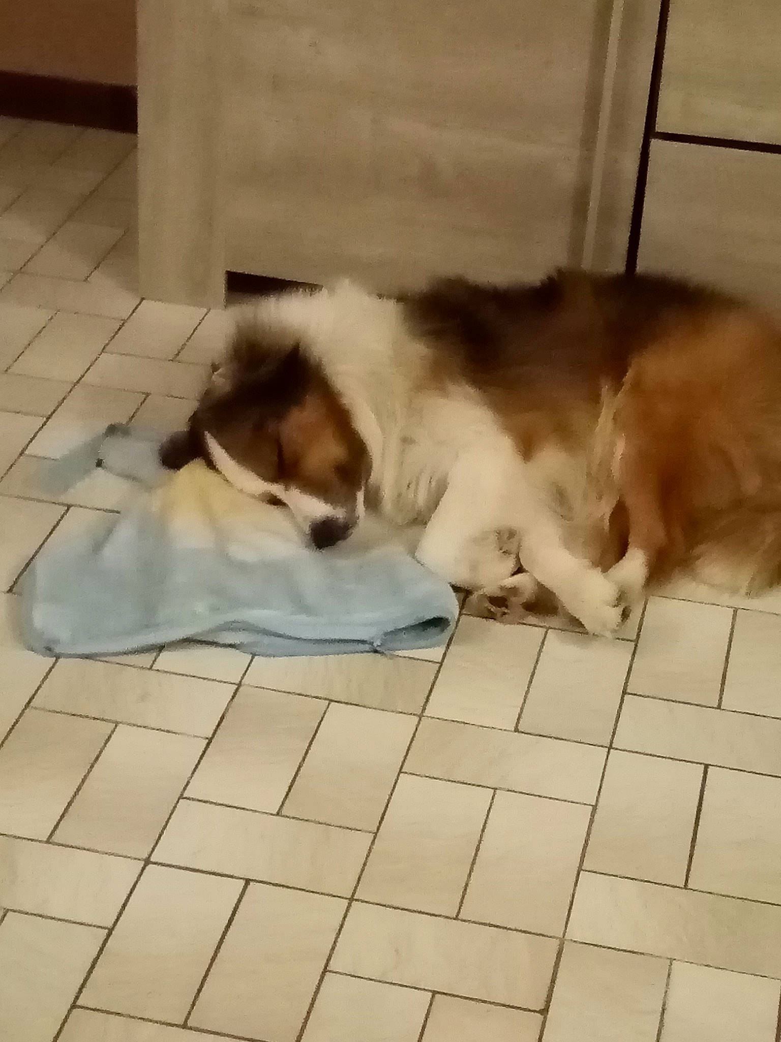 Ody a rejoint le concours — aidez-le/la à gagner de superbes lots ! australian_shepherd, canidae, carnivore, companion_dog, dog, dog_breed, elo, fawn, kooikerhondje, mammal, phalene, rough_collie, shetland_sheepdog, sporting_group, thai_bangkaew_dog, vertebrate