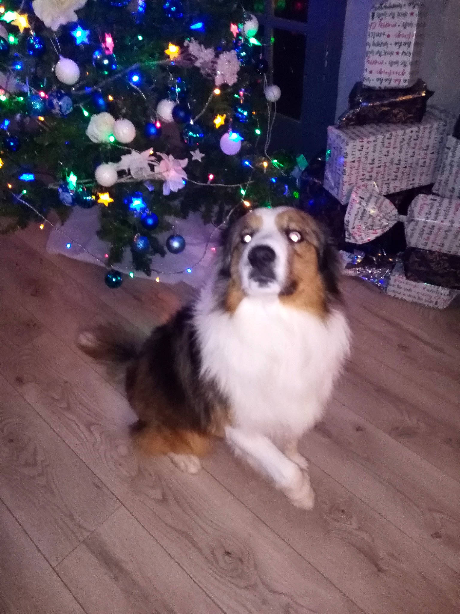 Ody participe au concours pour gagner de l'argent avec cette photo : australian_shepherd, canidae, carnivore, collie, companion_dog, dog, dog_breed, english_shepherd, fawn, herding_dog, mammal, miniature_australian_shepherd, phalene, rough_collie, scotch_collie, shetland_sheepdog, sporting_group, vertebrate