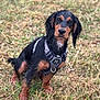 Fynn is registered to the contest to win money with this photo: dog, wet, harness, grass, outdoor, pet, animal, brown, black, muddy, sitting, cute, ears, fur, nature, canine, looking, portrait, young, attention