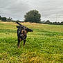 dog, running, grass, field, outdoor, toy, playful, ears_flapping, greenery, nature, cloudy_sky, tree, animal, pet, collar, happy, active, landscape, canine, daytime