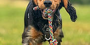 Fynn joined the competition — help win amazing prizes! animal, black_and_tan, canine, closeup, daytime, dog, ears, field, fur, grass, happy, leisure, mouth, nature, outdoor, pet, playing, rope_toy, running, toy