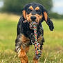 Fynn joined the competition — help win amazing prizes! dog, animal, pet, playing, toy, rope_toy, grass, outdoor, nature, black_and_tan, happy, running, canine, fur, ears, mouth, leisure, daytime, field, closeup
