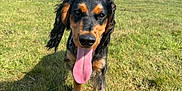 Fynn is registered to the contest to win money with this photo: dog, tongue_out, outdoor, grass, sunny, blue_sky, trees, fence, happy, pet, animal, canine, nature, playing, young_dog, ears, fur, field, daytime, closeup