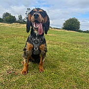 Fynn joined the competition — help win amazing prizes! dog, grass, field, outdoor, sky, cloudy, harness, animal, canine, tongue_out, happy, pet, nature, green, summer, sitting, fur, ears, muzzle, playful