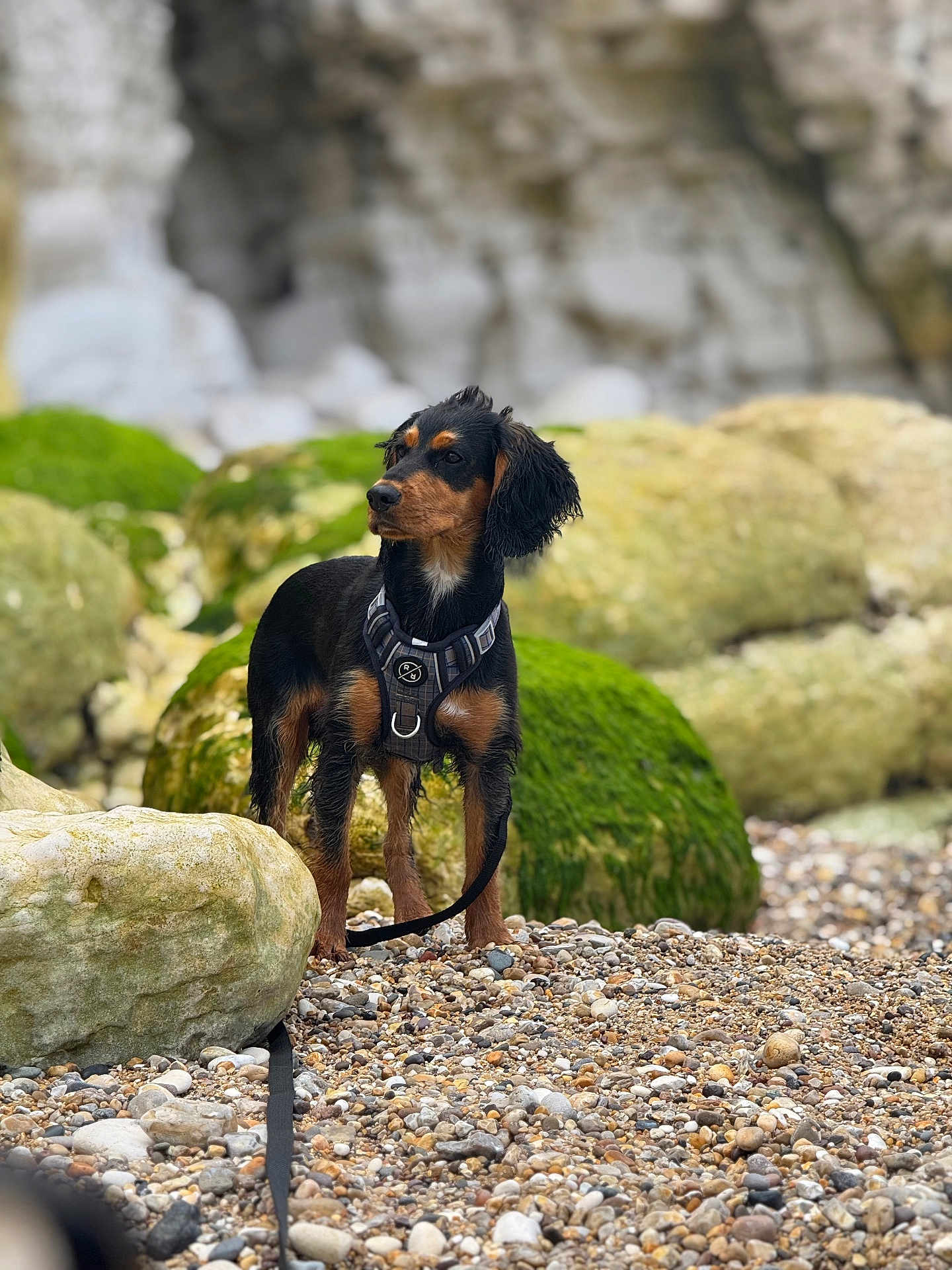Fynn is registered to the contest to win money with this photo: dog, puppy, black_and_tan, leash, harness, rocks, beach, pebbles, moss, outdoor, nature, alert, standing, canine, fur, animal, portrait, daylight, scenic, curious