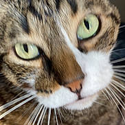 Channel joined the competition — help win amazing prizes! animal, blurred, cat, close_up, closeup, cute, domestic_cat, ears, face, feline, fur, green_eyes, indoor, mammal, nose, pet, portrait, tabby, whisker, whiskers