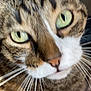animal, blurred, cat, close_up, closeup, cute, domestic_cat, ears, face, feline, fur, green_eyes, indoor, mammal, nose, pet, portrait, tabby, whisker, whiskers