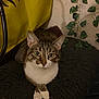 Channel joined the competition — help win amazing prizes! animal, cat, close_up, cozy, crossed_paws, curious, domestic_cat, ears, feline, furry_cushion, indoor, leafy, pet, plant, relaxed, resting, tabby, whiskers, white_paws, yellow_backdrop