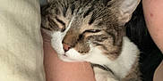 Channel is registered to the contest to win money with this photo: animal, cat, close_up, comfort, companion, cozy, cute, domestic, feline, friendship, human_arm, indoor, paw, pet, relaxation, resting, sleeping, snuggle, soft, tabby