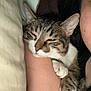 animal, cat, close_up, comfort, companion, cozy, cute, domestic, feline, friendship, human_arm, indoor, paw, pet, relaxation, resting, sleeping, snuggle, soft, tabby