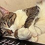 Channel is registered to the contest to win money with this photo: cat, close_up, cozy, cute, domestic_animal, focus, green_eyes, indoor, laptop, lying_down, paw, pet, relaxed, resting, side_view, soft_fur, tabby, technology, whiskers, white_fur
