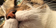 Channel a rejoint le concours — aidez-le/la à gagner de superbes lots ! cat, close_up, whiskers, nose, fur, outdoor, sky, animal, pet, curious, head, tabby, white_fur, green_eyes, daylight, face, portrait, muzzle, ears, macro