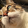 cat, close_up, whiskers, nose, fur, outdoor, sky, animal, pet, curious, head, tabby, white_fur, green_eyes, daylight, face, portrait, muzzle, ears, macro