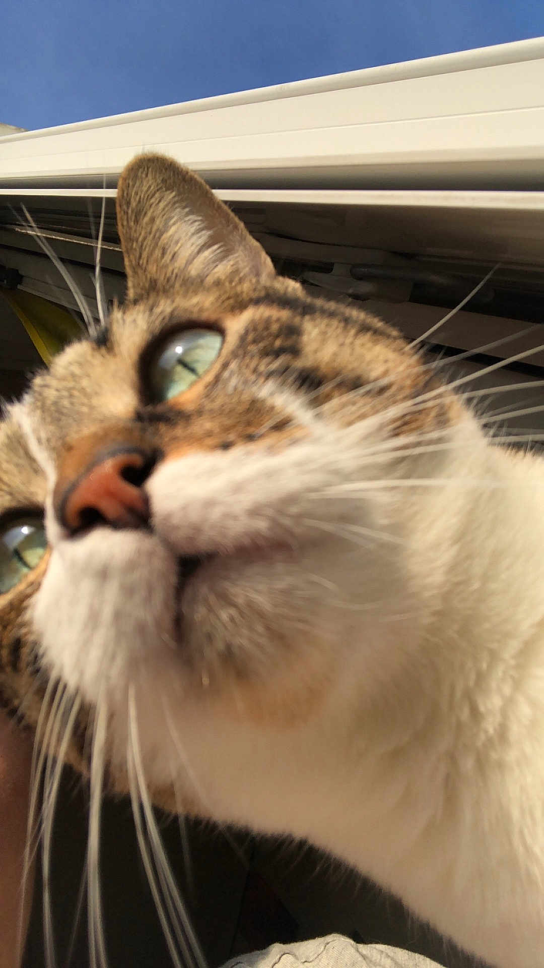 Channel a rejoint le concours — aidez-le/la à gagner de superbes lots ! cat, close_up, whiskers, nose, fur, outdoor, sky, animal, pet, curious, head, tabby, white_fur, green_eyes, daylight, face, portrait, muzzle, ears, macro