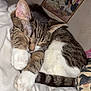 Channel participe au concours pour gagner de l'argent avec cette photo : cat, tabby, sleeping, paws, blanket, cozy, indoor, pet, fur, whiskers, tail, resting, cute, animal, domestic, feline, soft, comfort, portrait, relaxed