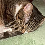 Channel participe au concours pour gagner de l'argent avec cette photo : cat, tabby, sleeping, paw, fur, closeup, cozy, blanket, indoor, resting, pet, animal, cute, whiskers, relaxed, mammal, domestic, feline, soft, napping